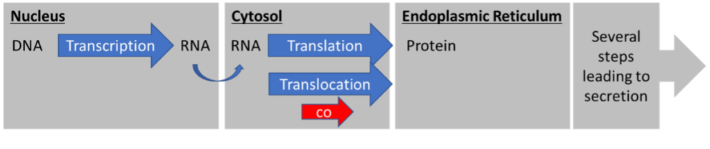 Co-Translational Translocation Pathways for Heterologous Protein Expression in Yeast