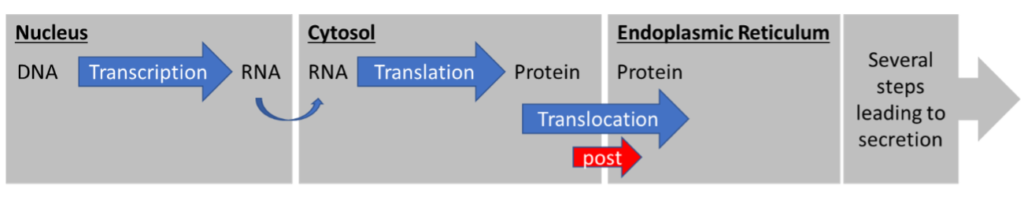 Post-Translational Co-Translational Translocation Pathways for Heterologous Protein Expression in Yeast